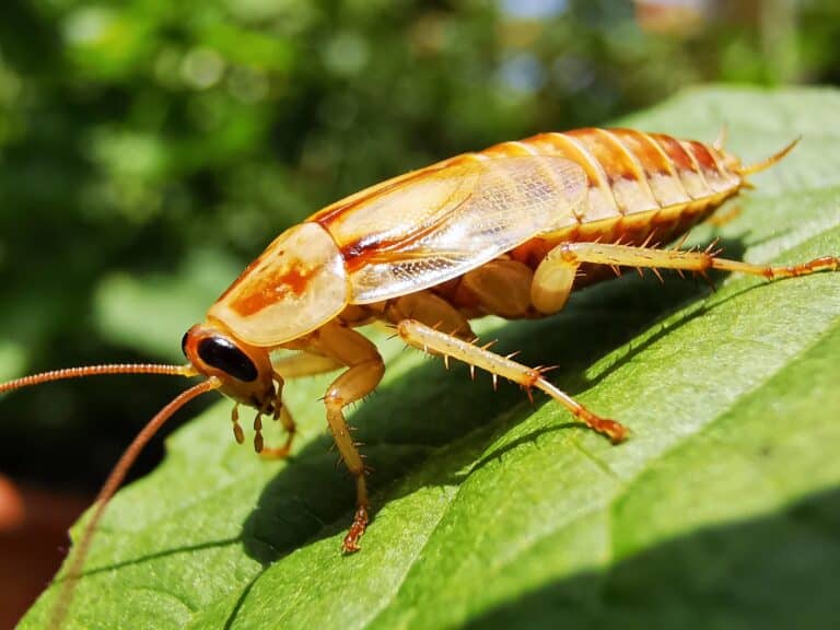 Gros plan sur une blatte de jardin (Ectobius) de couleur ambrée posée sur une feuille verte, un insecte inoffensif souvent confondu avec le cafard domestique.