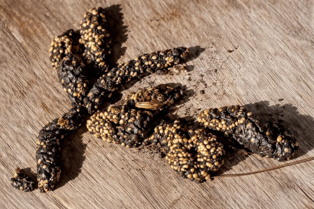 Gros plan sur des crottes de fouine : forme spiralée, effilée avec présence de noyaux ou poils, typique des combles